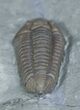 Top Quality Flexicalymene Retrorsa Trilobite #2292-2